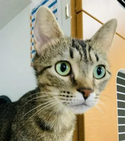 An adult medium-sized female Domestic Short Hair cat named Multipass for adoption in Savannah, GA