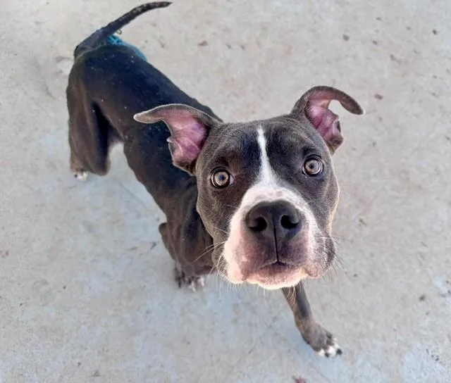 An adult medium-sized male Pit Bull Terrier dog named Oakley for adoption in Charlotte, NC