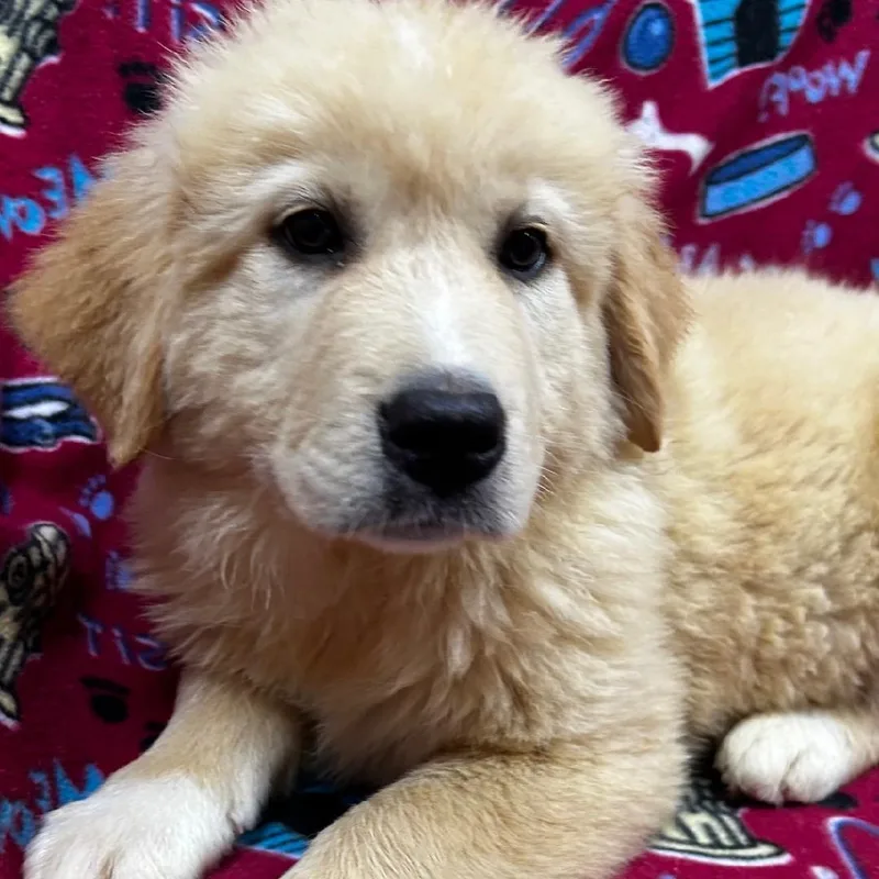 A baby large-sized female White / Cream Great Pyrenees dog named Sunny for adoption in Bartonsville, PA