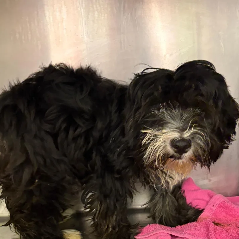 A baby small-sized male Black Maltese dog named Tunisia for adoption in Austin, TX