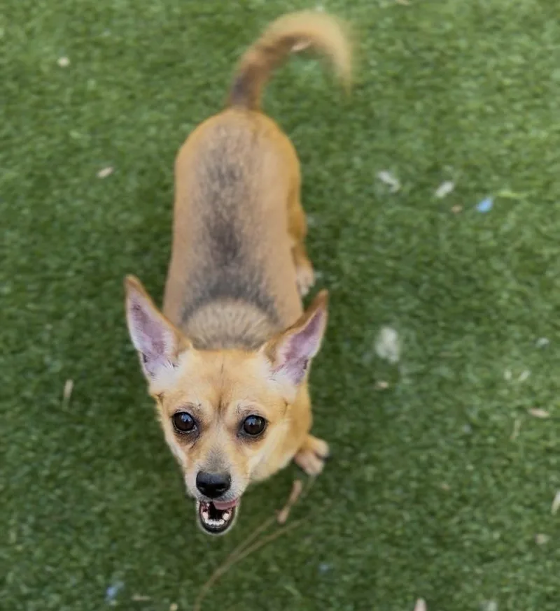 An adult small-sized female Chihuahua dog named Bonnie for adoption in ventura, CA