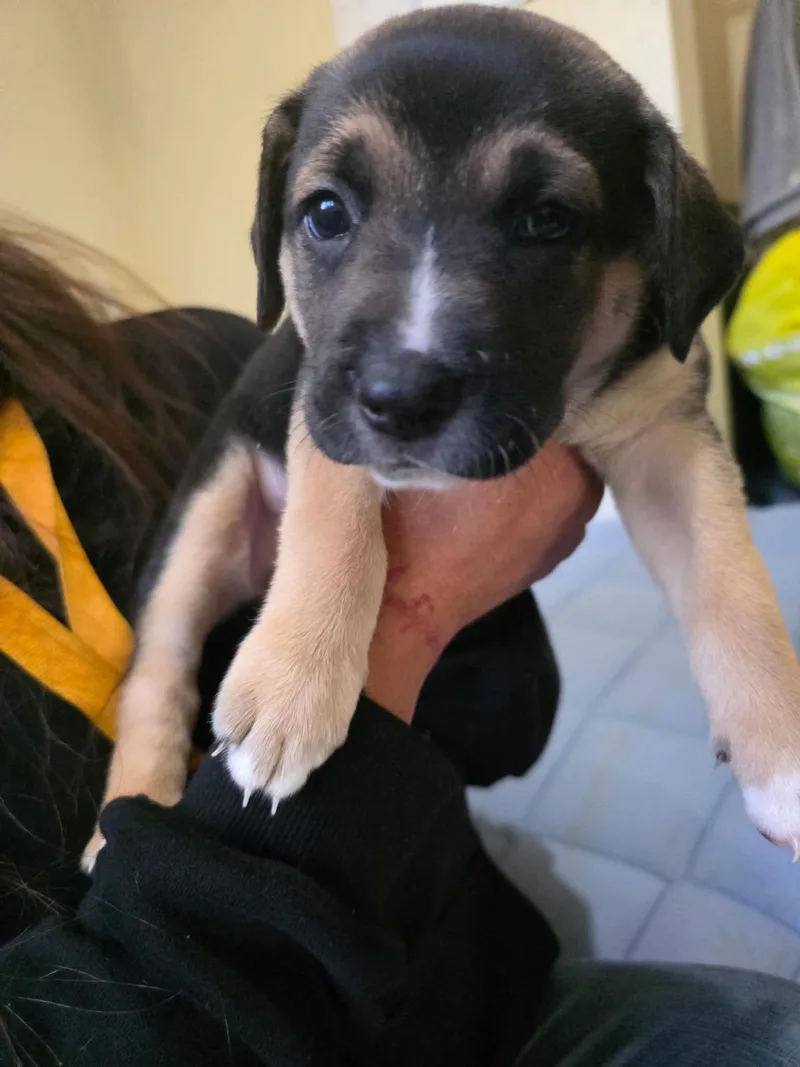 A baby large-sized female German Shepherd Dog dog named Dagger for adoption in Arlee, MT