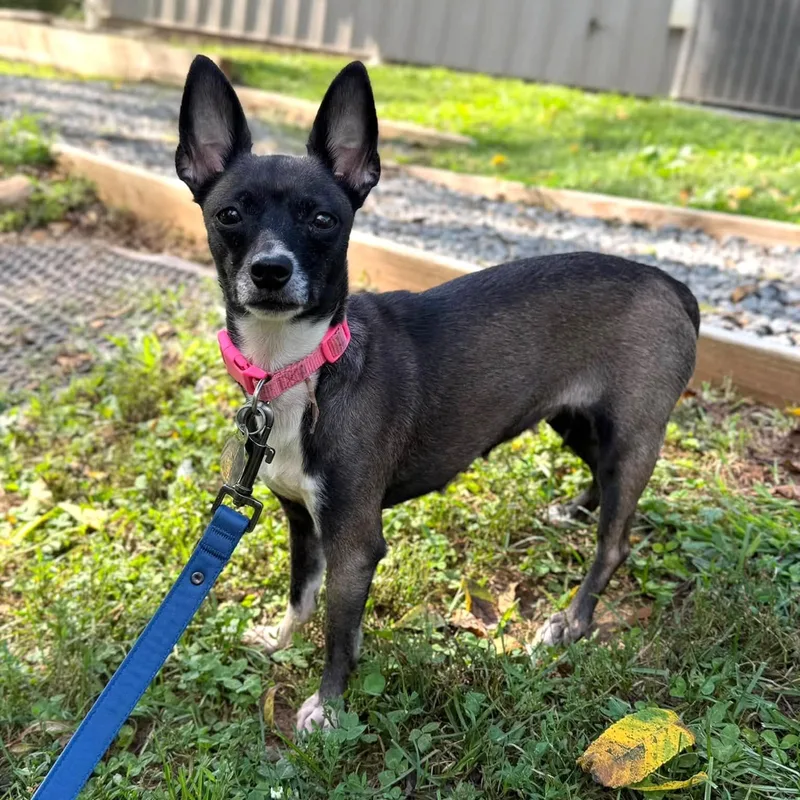 A young small-sized female Chihuahua dog named Oreo for adoption in Phoenixville, PA