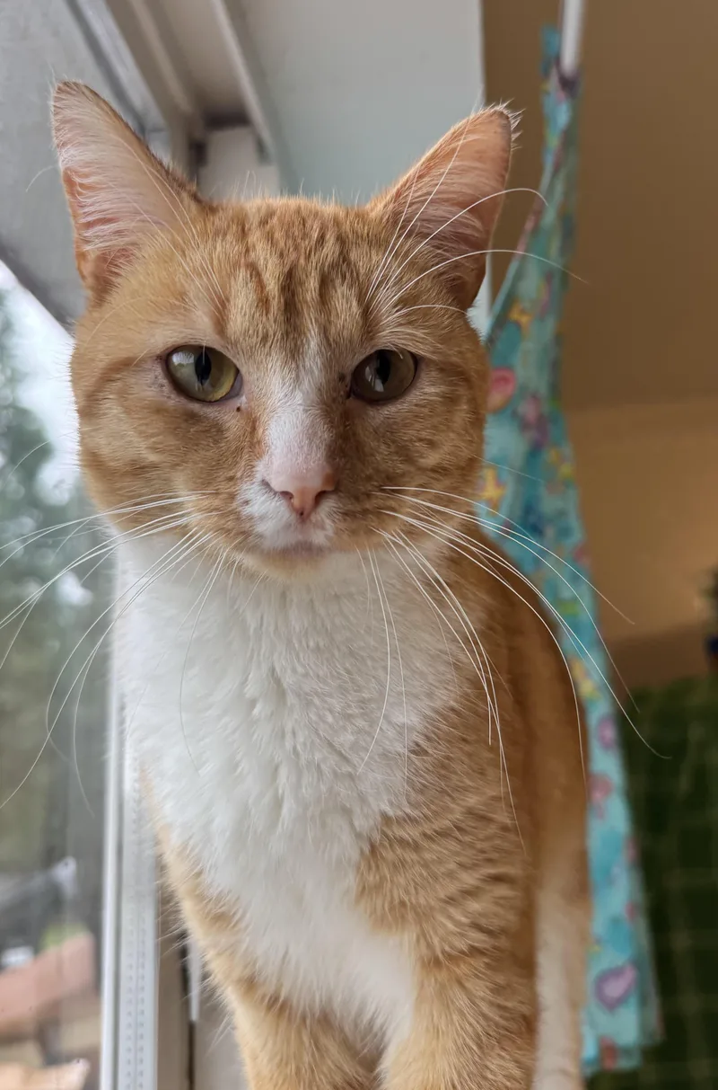 An adult medium-sized male Orange & White Domestic Short Hair cat named Carls Jr for adoption in Amery, WI