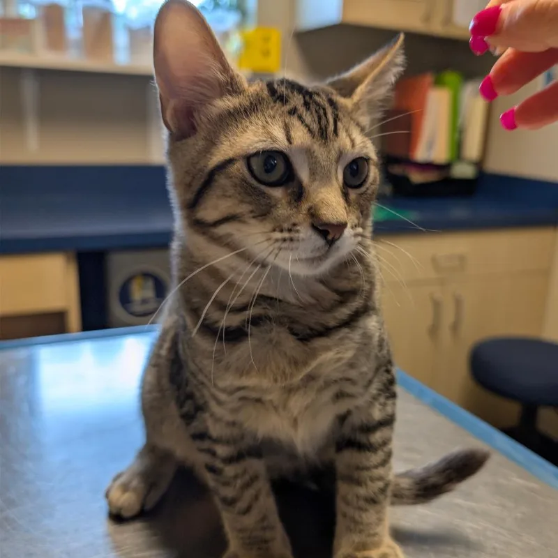 A baby small-sized male Brown / Chocolate Domestic Short Hair cat named Umbreon bonded with Solgalelo for adoption in Wilmington, DE