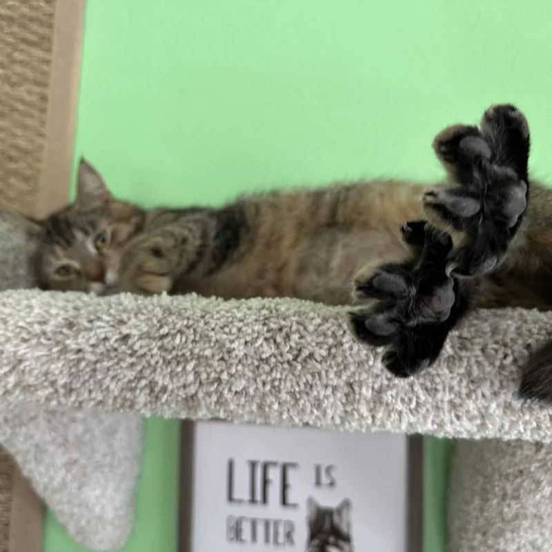 Pooh Girl thumbnail 3