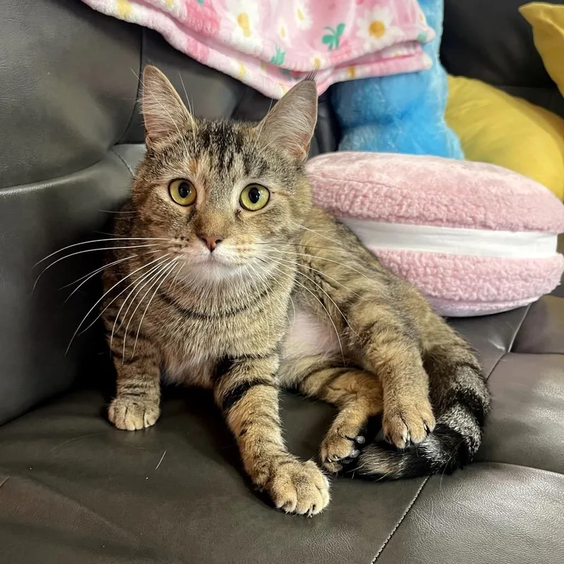 Pooh Girl thumbnail 4