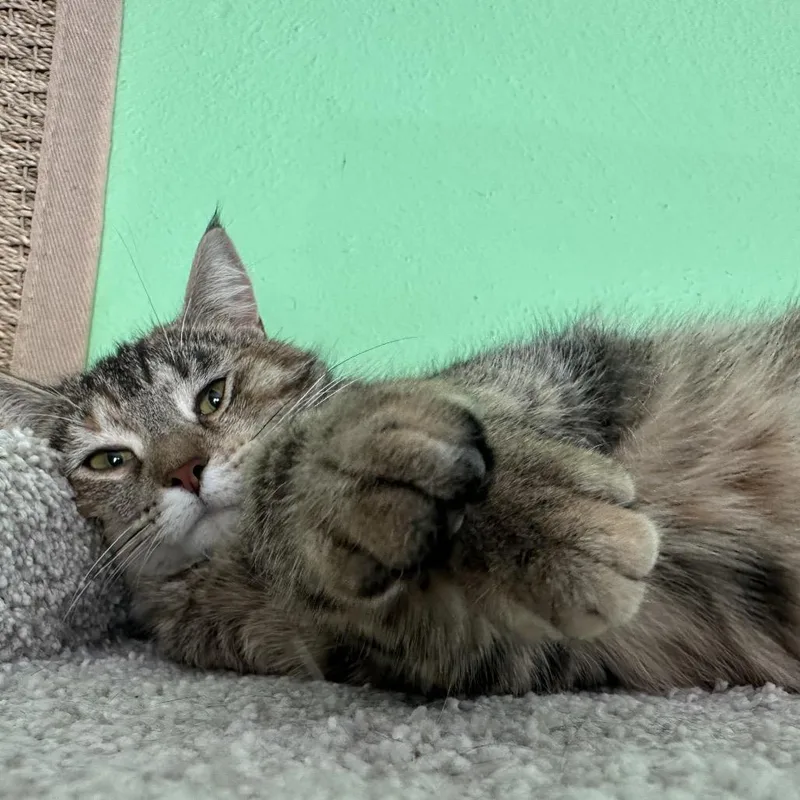 Pooh Girl thumbnail 5