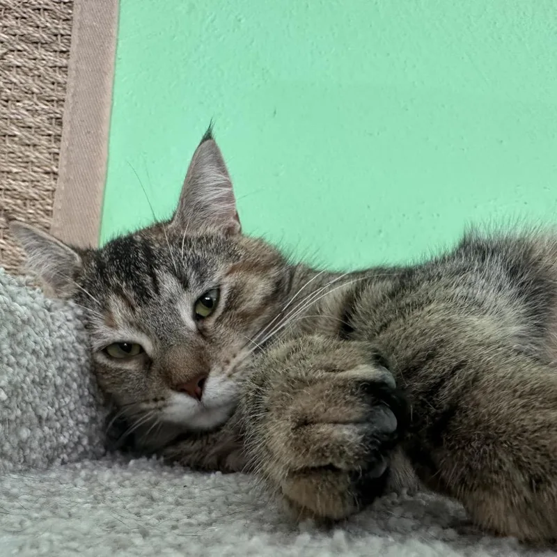 Pooh Girl thumbnail 6