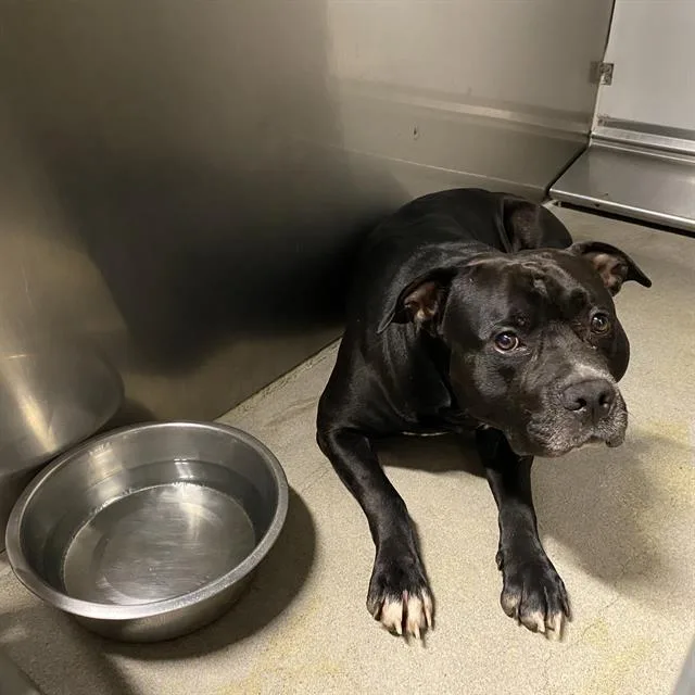 An adult extra large-sized male Pit Bull Terrier dog named Drako for adoption in Modesto, CA