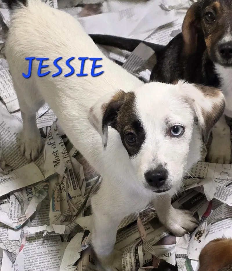 A baby small-sized female Tricolor (Brown, Black, & White) Jack Russell Terrier dog named Jessie for adoption in Momence, IL
