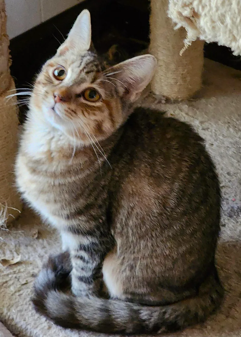 Heliotrope thumbnail 2