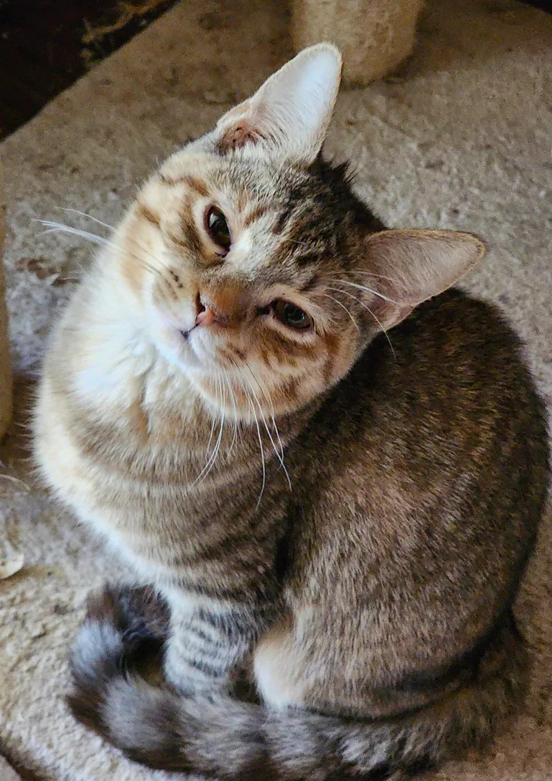 Heliotrope thumbnail 3