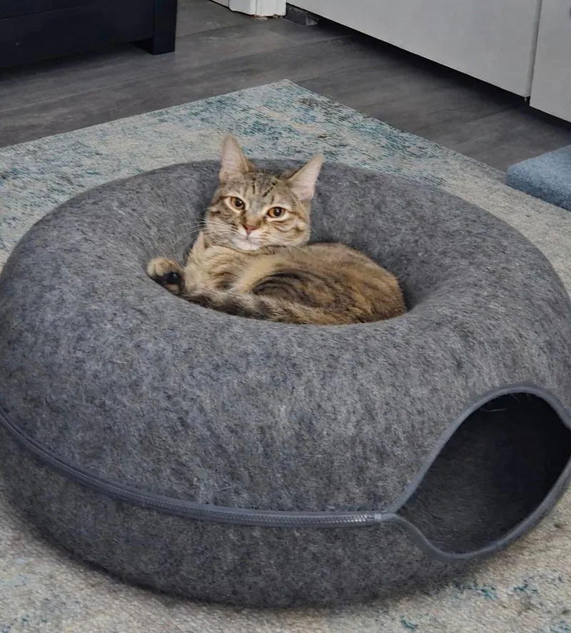 Heliotrope thumbnail 4