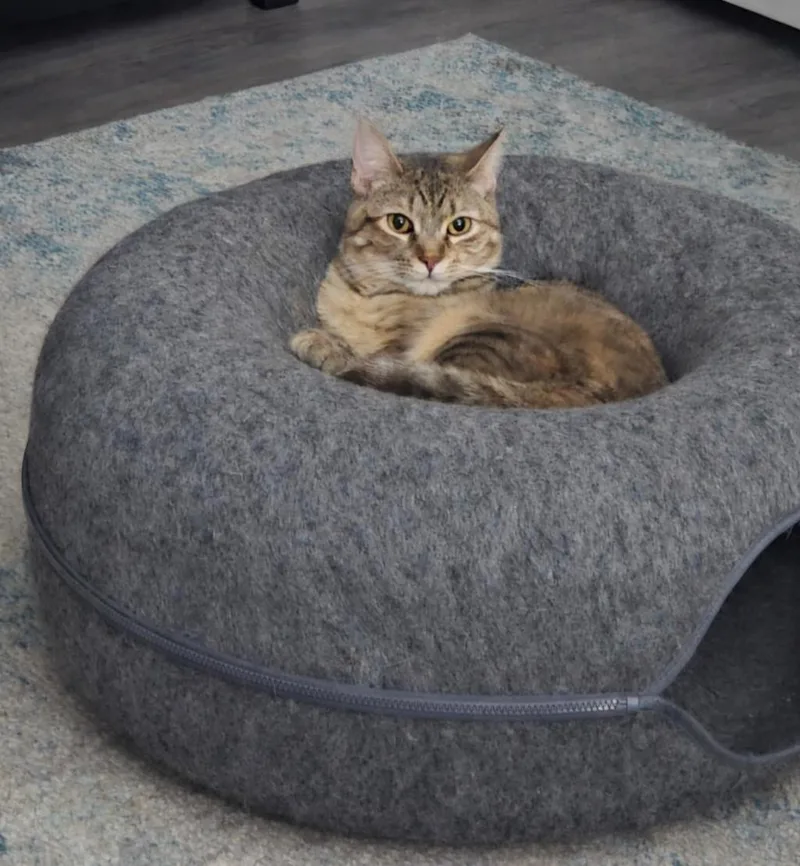 Heliotrope thumbnail 5