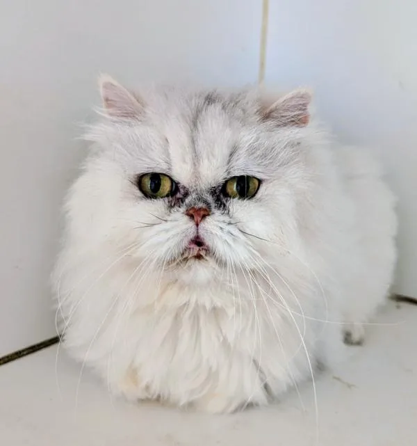 An adult medium-sized female Gray / Blue / Silver Persian cat named Abby for adoption in Kenosha, WI