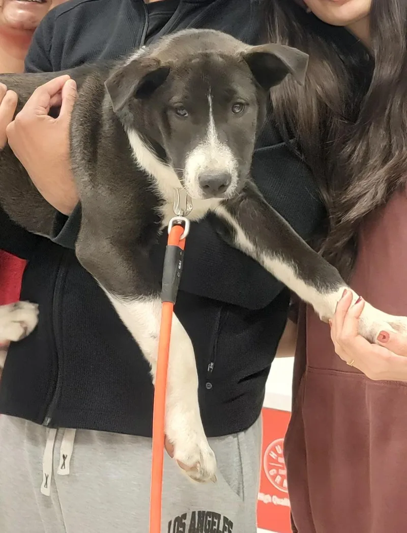 A young medium-sized male White / Cream Shepherd dog named Boysen for adoption in Houston, TX