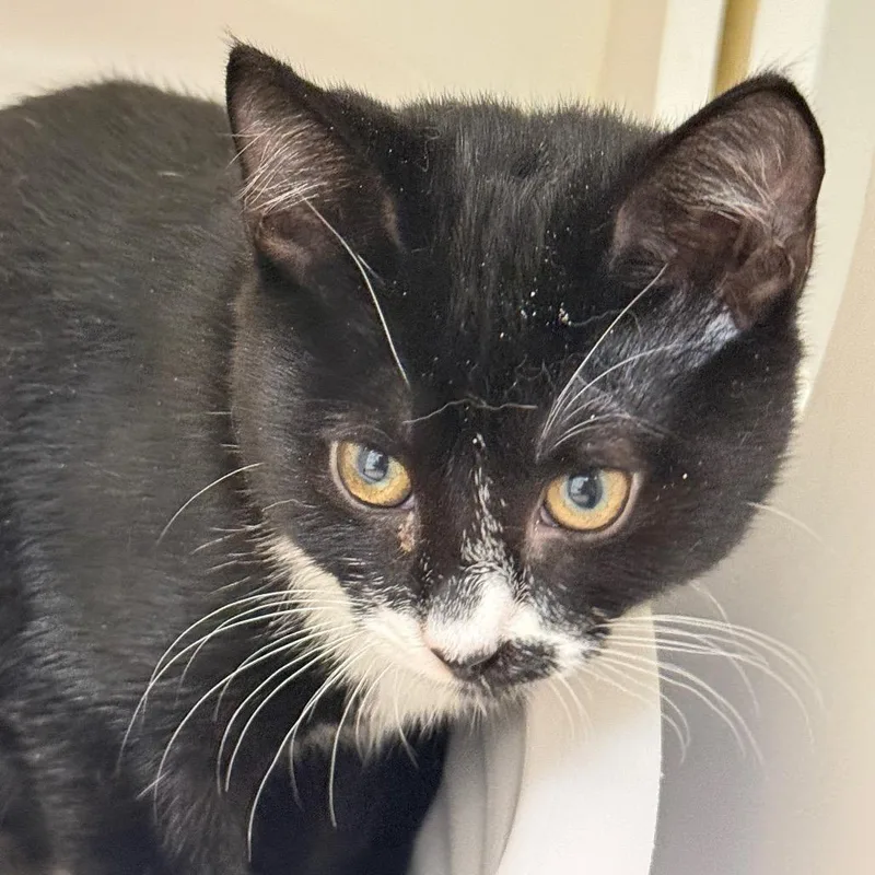 A baby small-sized female Domestic Short Hair cat named Beans for adoption in Cumming, GA