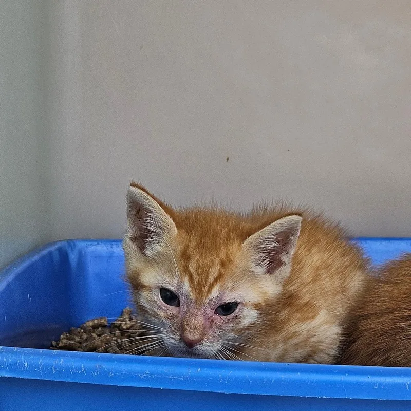 A baby small-sized male Orange / Red Domestic Short Hair cat named Hawke for adoption in Ridgely, MD