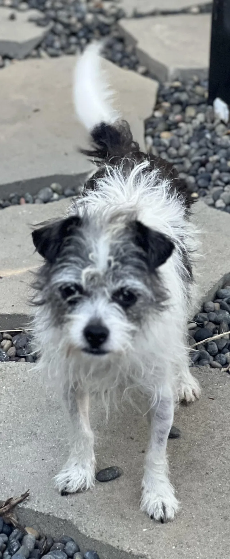A young small-sized male Black Wirehaired Terrier dog named Dexter for adoption in Encino, CA
