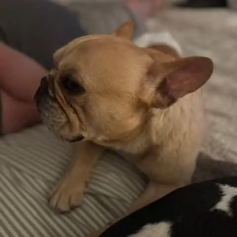 Frank