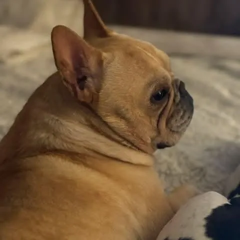 Frank thumbnail 3