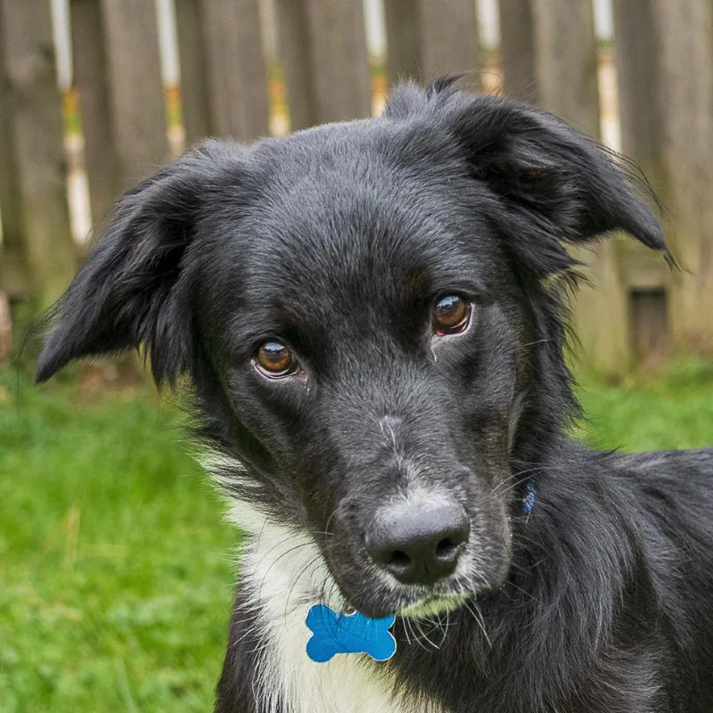 A young medium-sized male Border Collie dog named Ranger for adoption in Arlington Heights, IL