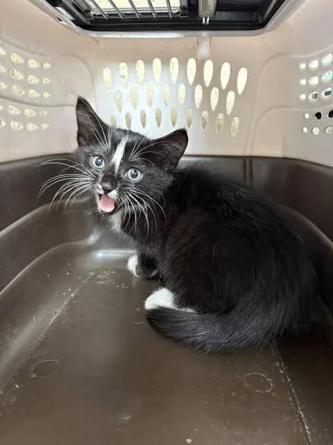 A baby small-sized female Domestic Short Hair cat named Bethany for adoption in Minneapolis, MN