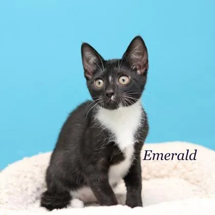 A baby small-sized male Domestic Short Hair cat named Emerald for adoption in Parma, OH