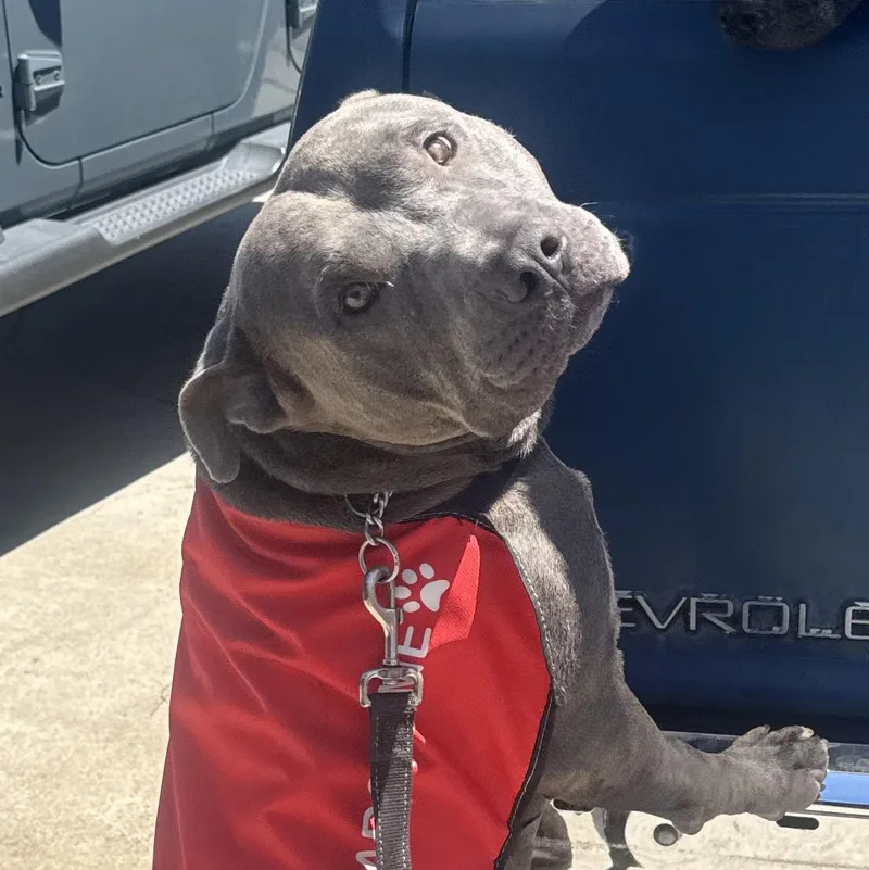 A young large-sized male American Bully dog named Buck for adoption in Whittier, CA