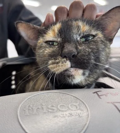 An adult small-sized female Domestic Short Hair cat named Isabella for adoption in West Chester, PA