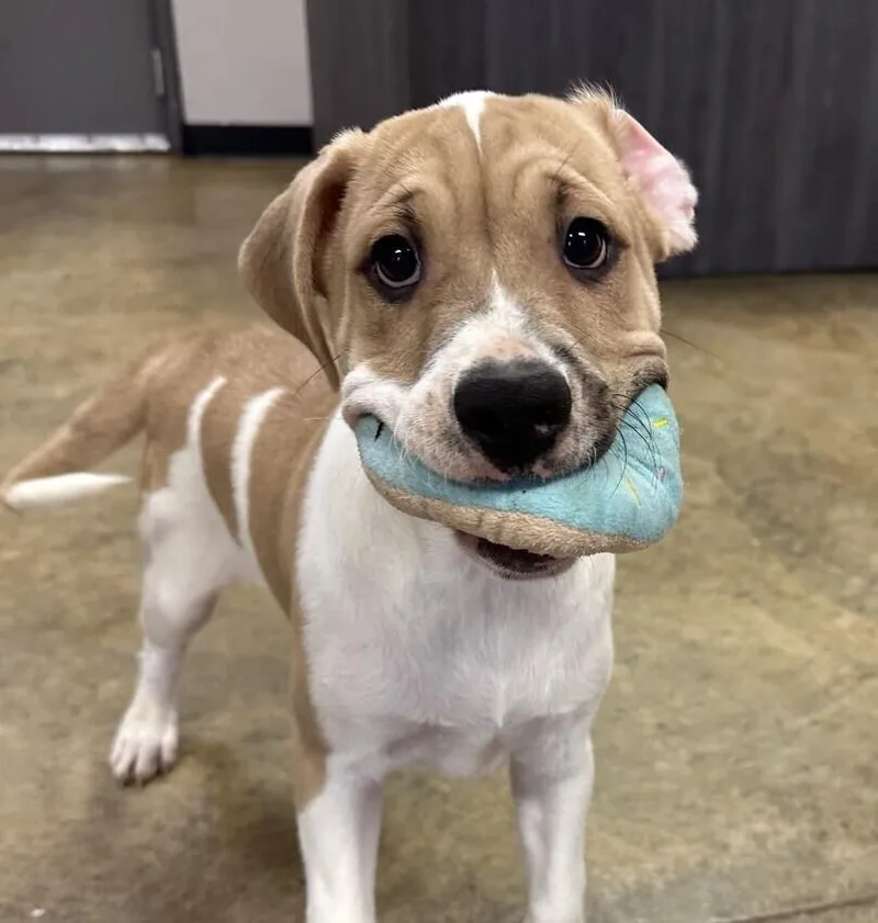 Pup Duke thumbnail 2