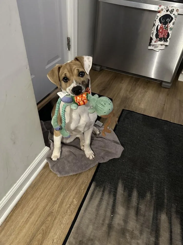 Pup Duke thumbnail 3