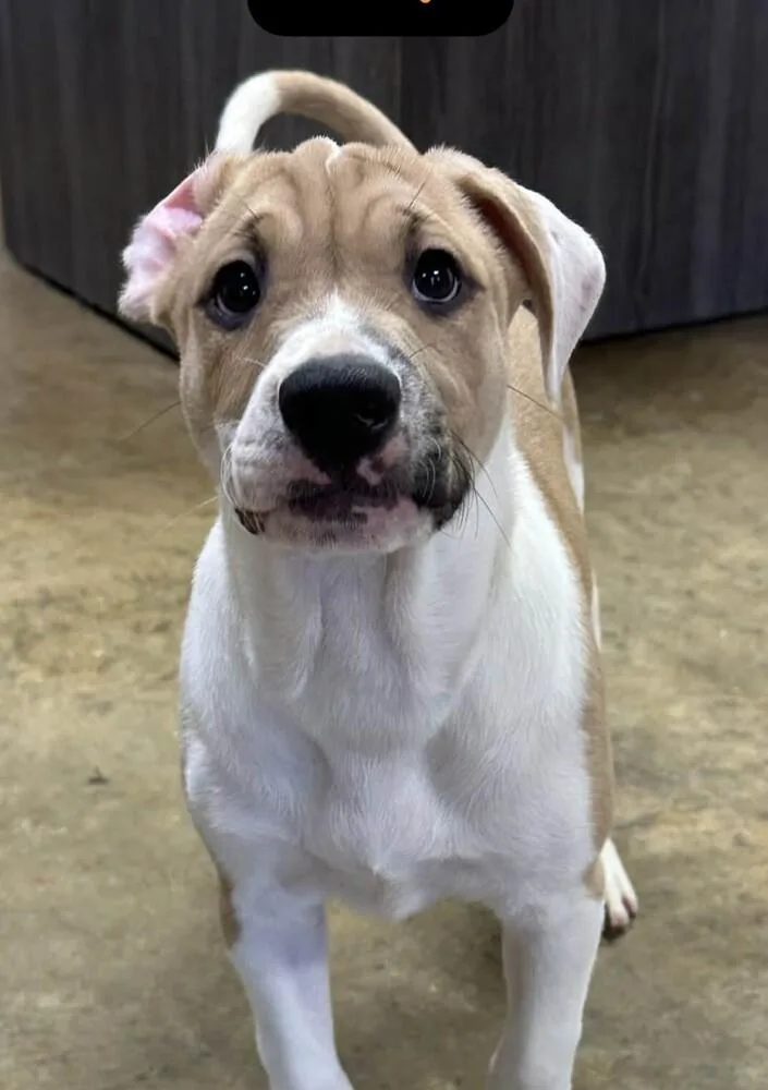 Pup Duke thumbnail 4