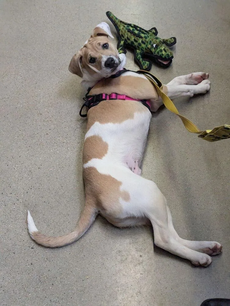 Pup Duke thumbnail 5