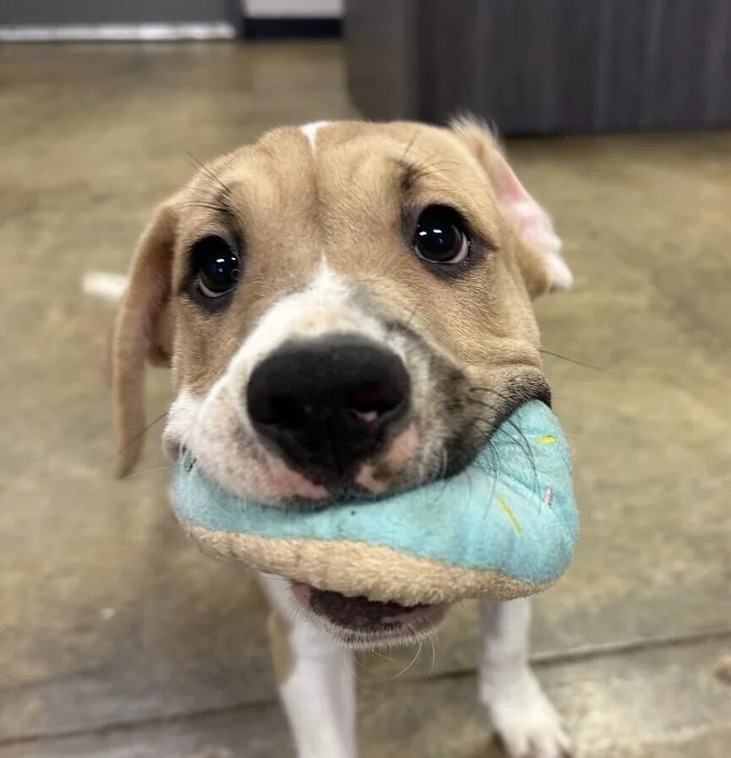 Pup Duke thumbnail 6