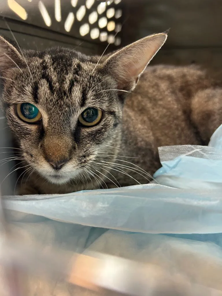 A young medium-sized female Domestic Short Hair cat named Lana for adoption in East Ridge, TN