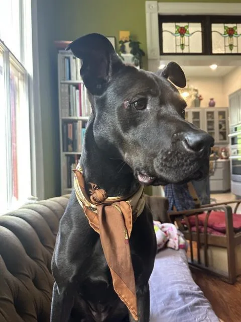 An adult large-sized female Labrador Retriever dog named Coco for adoption in San Antonio, TX