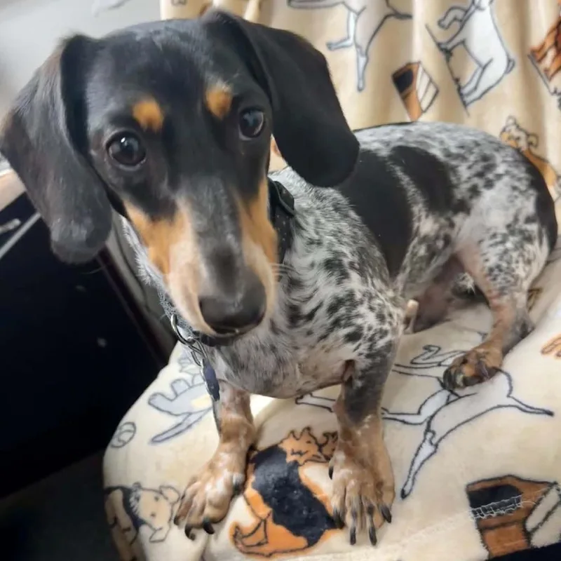 An adult small-sized male Merle (Blue) Dachshund dog named Willie for adoption in Wichita, KS