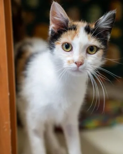 A baby small-sized female Domestic Short Hair cat named Falken for adoption in Pequot Lakes, MN
