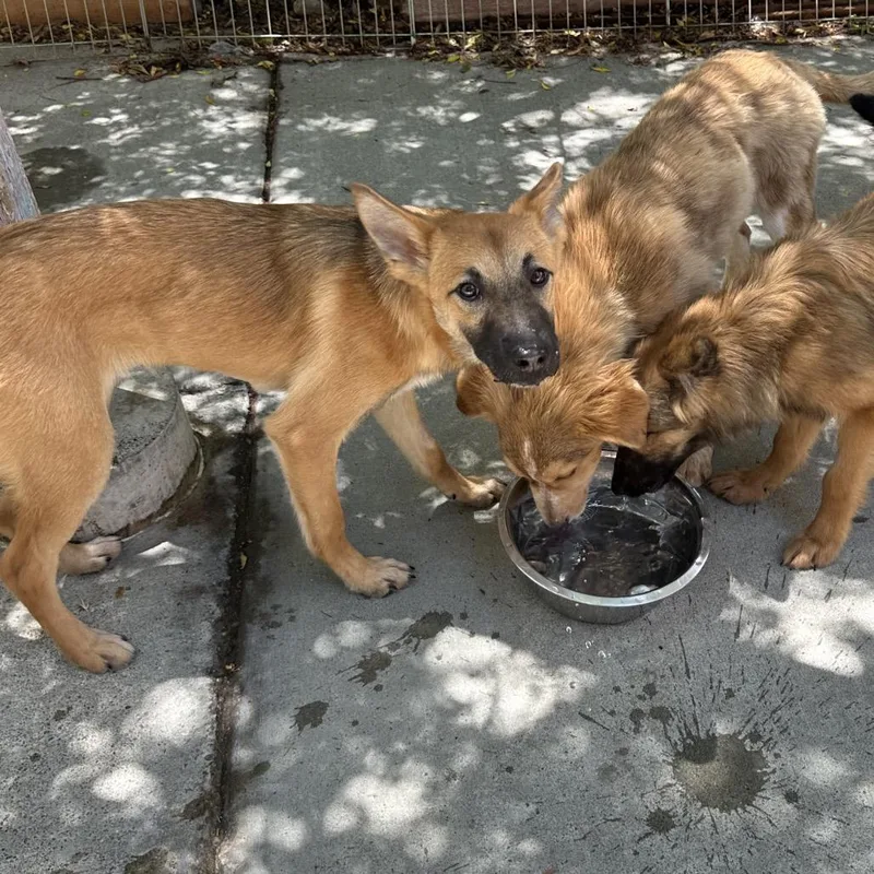 A young medium-sized female Yellow / Tan / Blond / Fawn Shepherd dog named Gabby for adoption in Point Richmond, CA