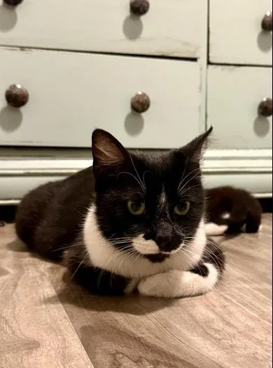 A young medium-sized female Black & White / Tuxedo Domestic Short Hair cat named Purrkinson for adoption in Liverpool, TX
