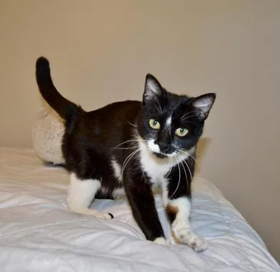 Purrkinson thumbnail 2