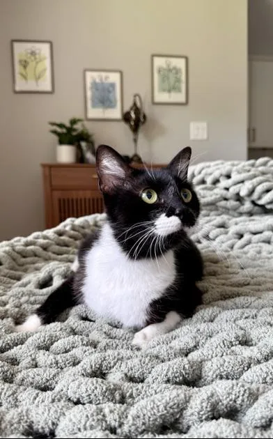 Purrkinson thumbnail 3