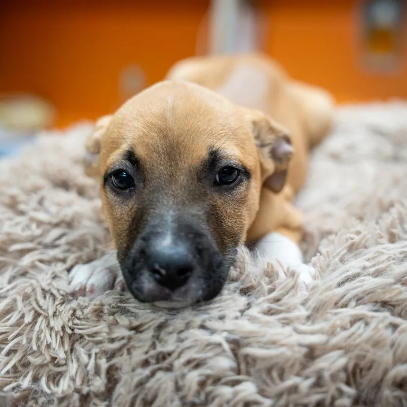 A baby medium-sized female Yellow / Tan / Blond / Fawn Labrador Retriever dog named Tammy Wynette for adoption in Gainesville, GA