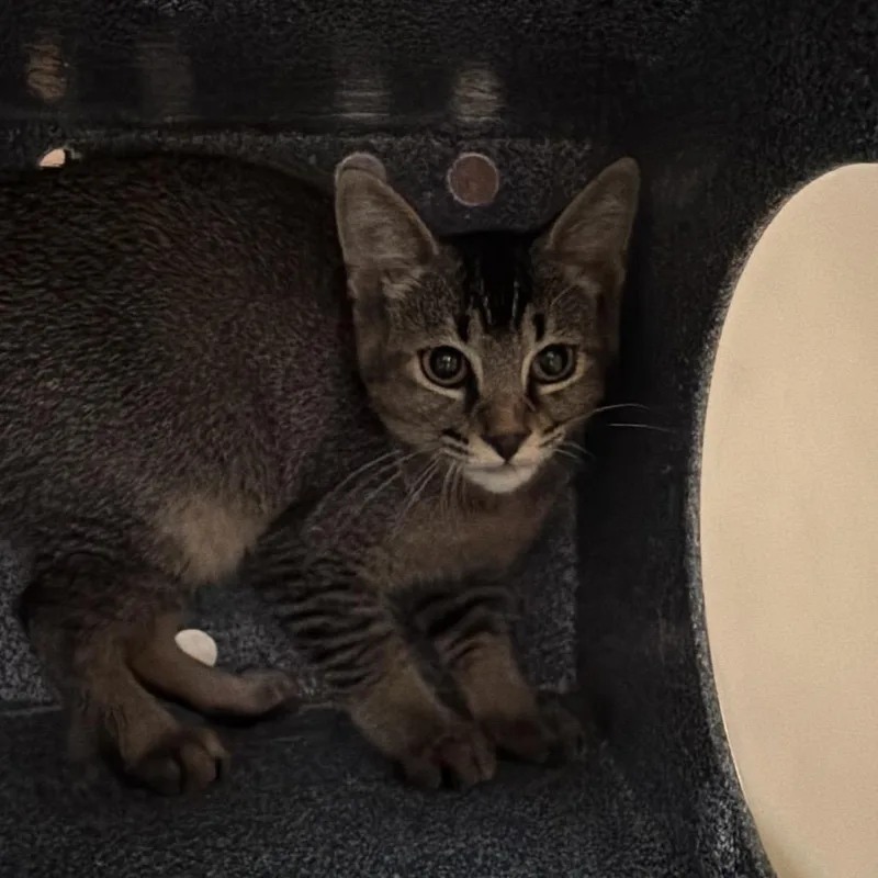 A baby small-sized female Brown / Chocolate Domestic Short Hair cat named Rollo for adoption in Birmingham, AL