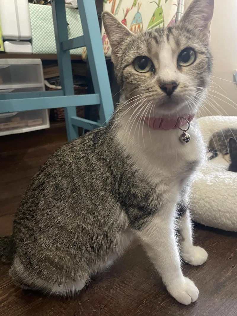An adult medium-sized female Tabby (Gray / Blue / Silver) Domestic Short Hair cat named Mama Sanity for adoption in Bryan, TX