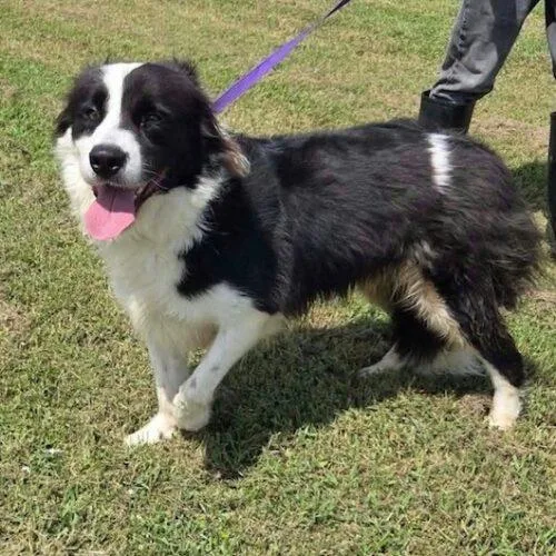 A baby large-sized male Bicolor Border Collie dog named O'Reiley for adoption in Jackson, LA