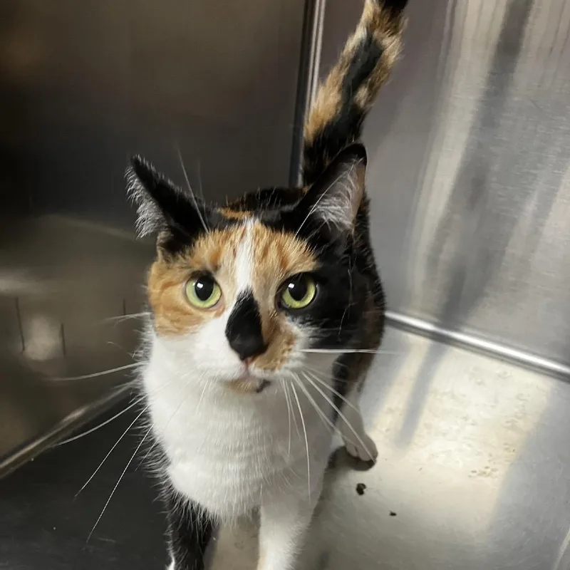 An adult large-sized female Calico Domestic Short Hair cat named Minkah for adoption in Uniontown, PA