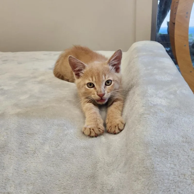 A baby small-sized male Buff / Tan / Fawn Domestic Short Hair cat named Pretty Boy for adoption in Brockton, MA